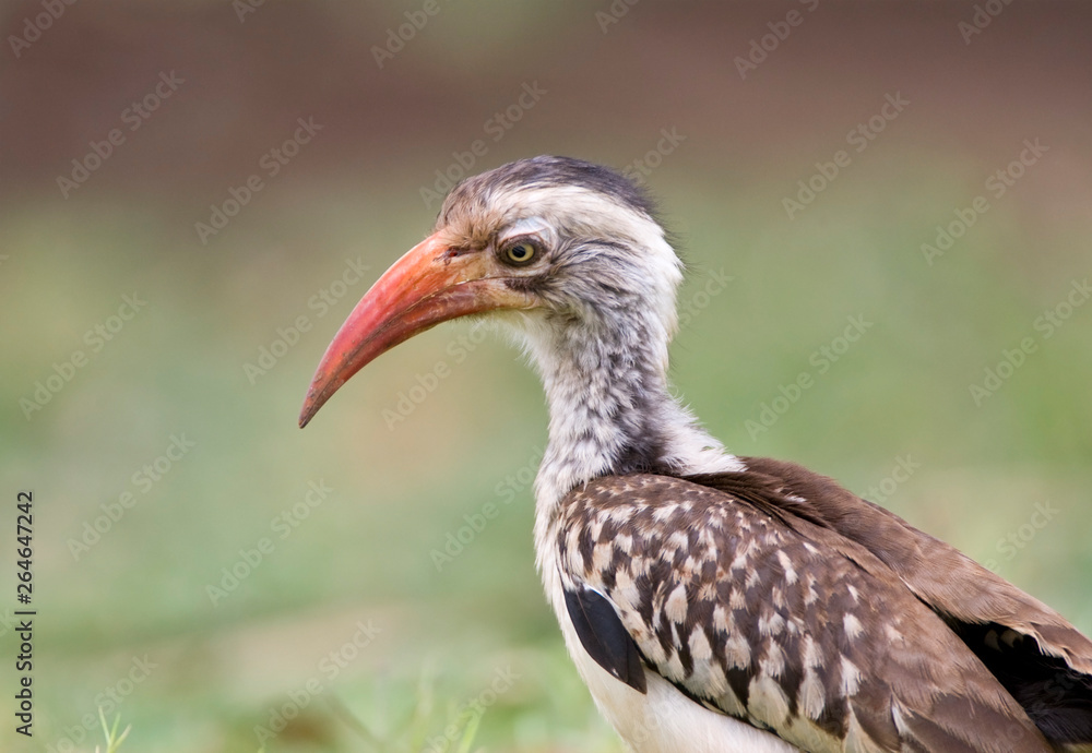 Southern Red-billed Hornbill (Tockus rufirostris) standing on a lawn of a safari camp in Kruger National Park in South Africa.