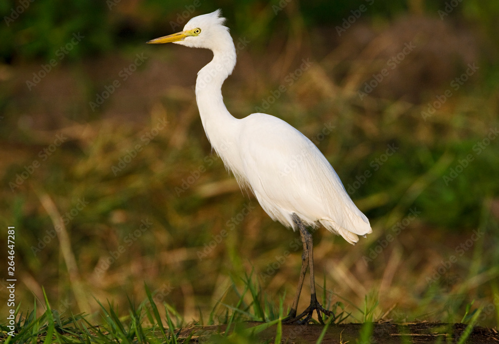 Intermediate Egret (Egretta intermedia) in rice paddyfields in South Africa. Intermediate Egret (Egretta intermedia) in rice paddyfields in South Africa.
