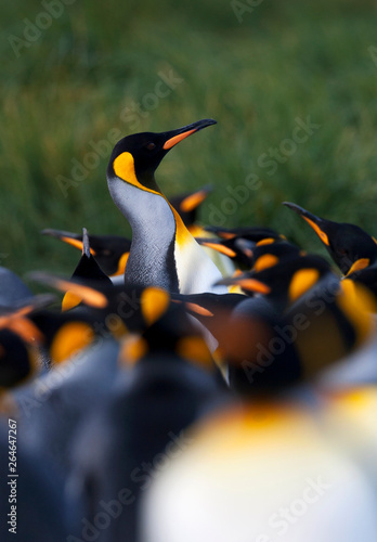 King Penguin (Aptenodytes patagonicus) in South Georgia island in the south Atlantic ocean.