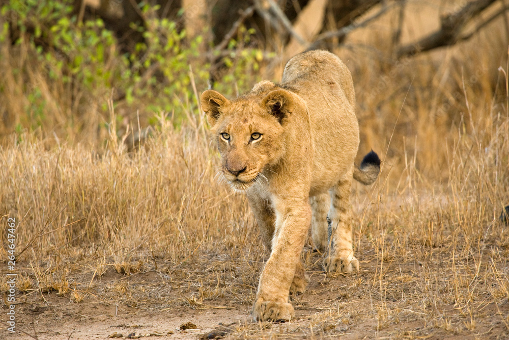 African Lion in Kruger National Park in South Africa African Lion in Kruger National Park in South Africa