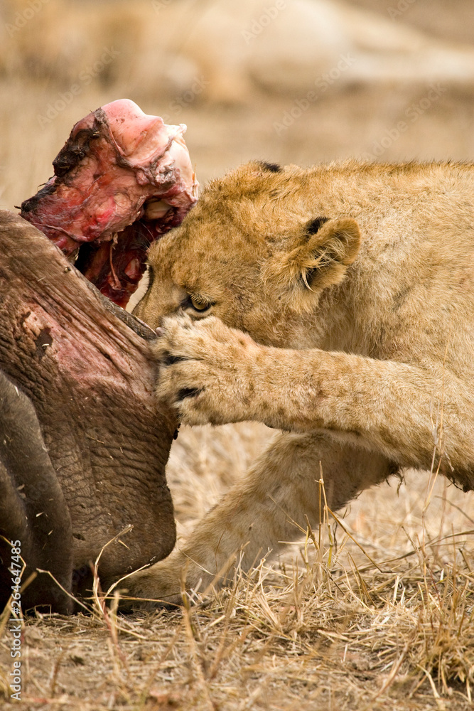 Obraz premium African Lion in Kruger National Park in South Africa