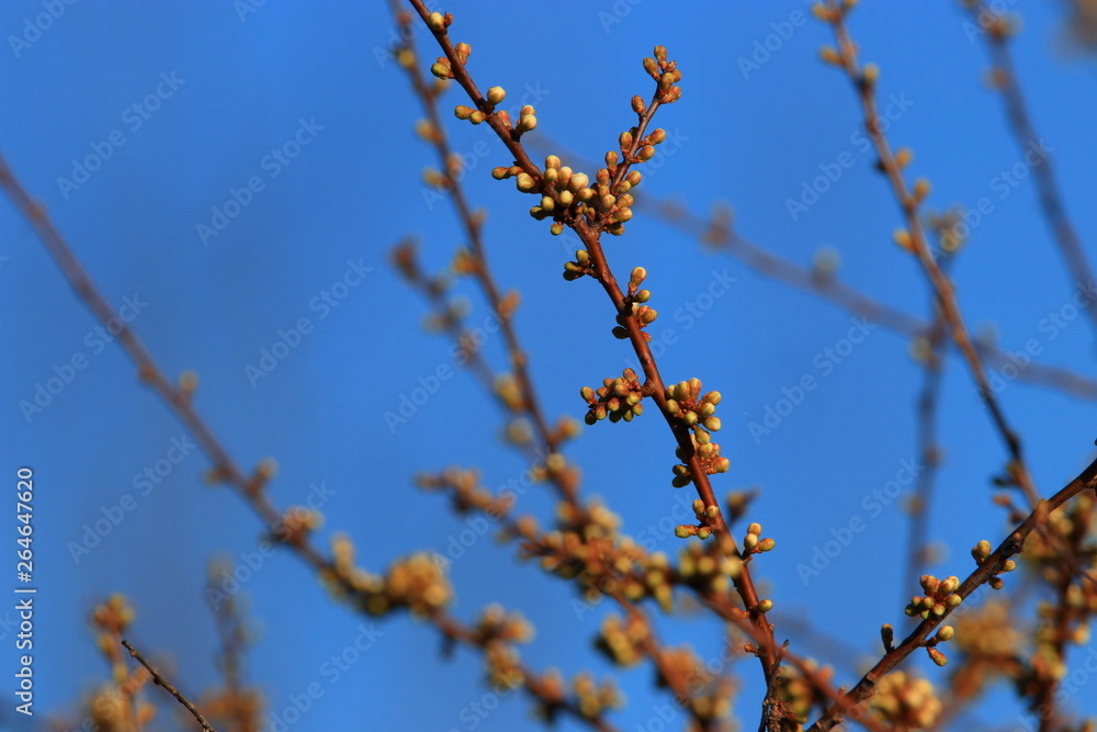 background of spring Buds of blackthorn or sloe, Prunus spinosa specie background of spring Buds of blackthorn or sloe, Prunus spinosa specie