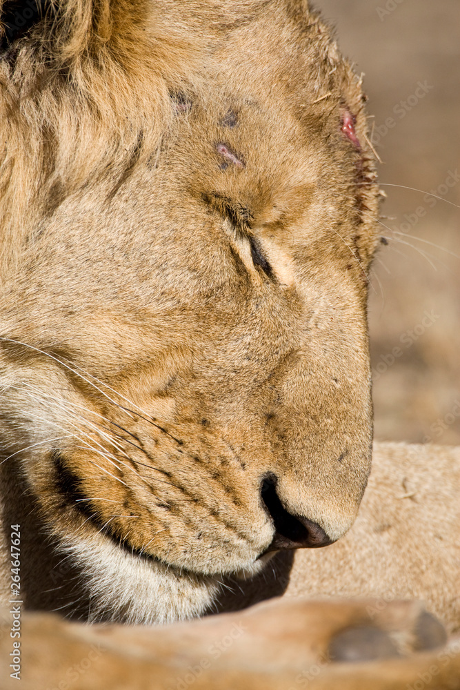 Fototapeta premium African Lion in Kruger National Park in South Africa