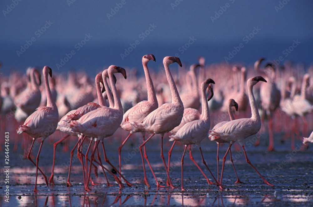 Φωτογραφία Small flock of Lesser Flamingo?s (Phoeniconaias minor) in lake Nakuru national park in Kenya