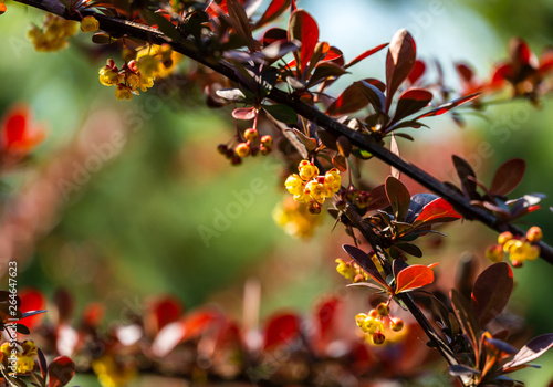 Spring blooming of barberry. Beautiful yellow small flowers of Berberis thunbergii Atropurpurea on branches with purple leaves against beautiful bokeh. Selective focus