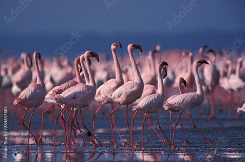 Small flock of Lesser Flamingo?s (Phoeniconaias minor) in lake Nakuru national park in Kenya. Group dancing in formation.