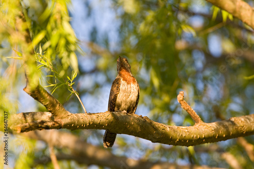 Red-throated Wryneck (Jynx ruficollis) sitting in a tree with green fresh leaves in South Africa.
