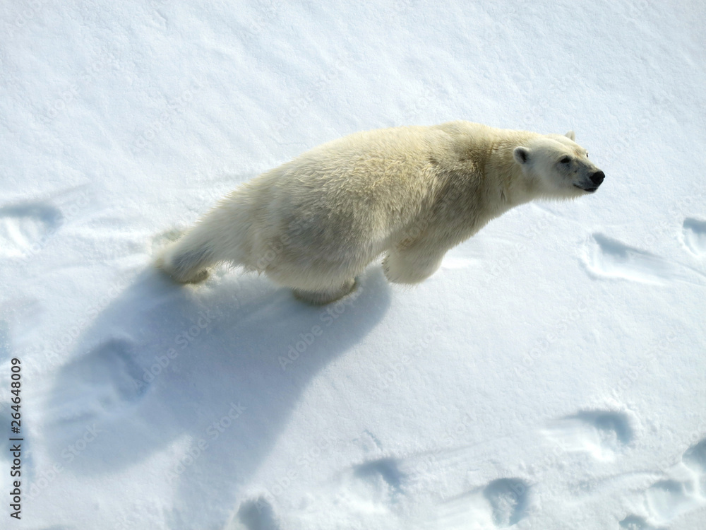 Φωτογραφία Big male Polar Bear (Ursus maritimus) walking below the expedition cruise ship o