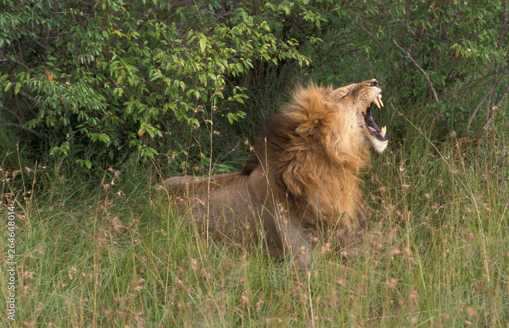 Φωτογραφία Adult Lion (Panthera leo) in Masaai Mara national park in Kenya