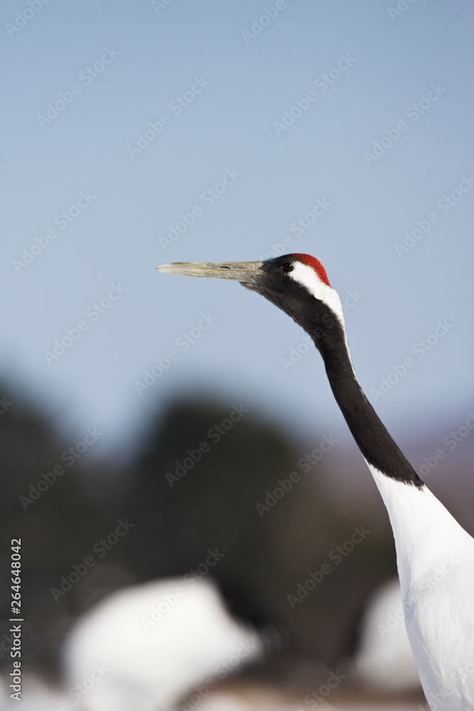 Red-crowned Crane (Grus japonensis) wintering in Hokkiado, Japan. It is known as a symbol of luck, longevity, and fidelity.