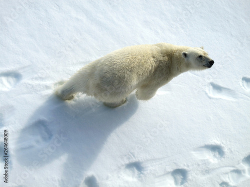 Big male Polar Bear (Ursus maritimus) walking below the expedition cruise ship on arctic ice flow north of Spitsbergen