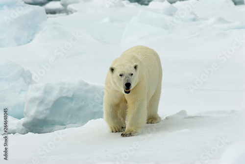 Polar Bear (Ursus maritimus) standing on ice flow of Svalbard, arctic Norway. A threatened species from the arctic.