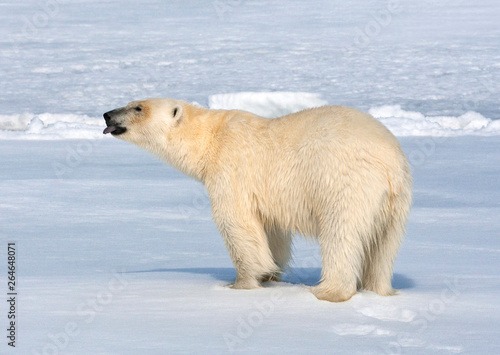 Big male Polar Bear (Ursus maritimus) walking below the expedition cruise ship on arctic ice flow north of Spitsbergen. Tasting the air.
