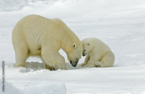 Polar Bear (Ursus maritimus) standing on ice flow of Svalbard, arctic Norway. A threatened species from the arctic. photo