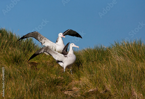 Two adult Snowy (Wandering) Albatrosses (Diomedea (exulans) exulans) gamming on breeding colony on Prion island in South Georgia. photo