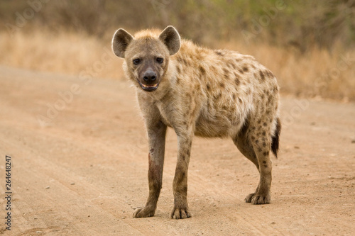 Spotted Hyena (Crocuta crocuta) in Kruger national park, South Africa.