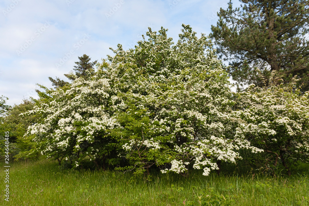 Flowering Hawthorn (Crataegus) on the Wadden island of Schiermonnikoog in the Netherlands. Flowering Hawthorn (Crataegus) on the Wadden island of Schiermonnikoog in the Netherlands.