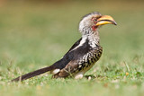 Southern Yellow-Billed Hornbill (Tockus leucomelas) standing on the ground in a safari camp in Kruger National Park in South Africa.