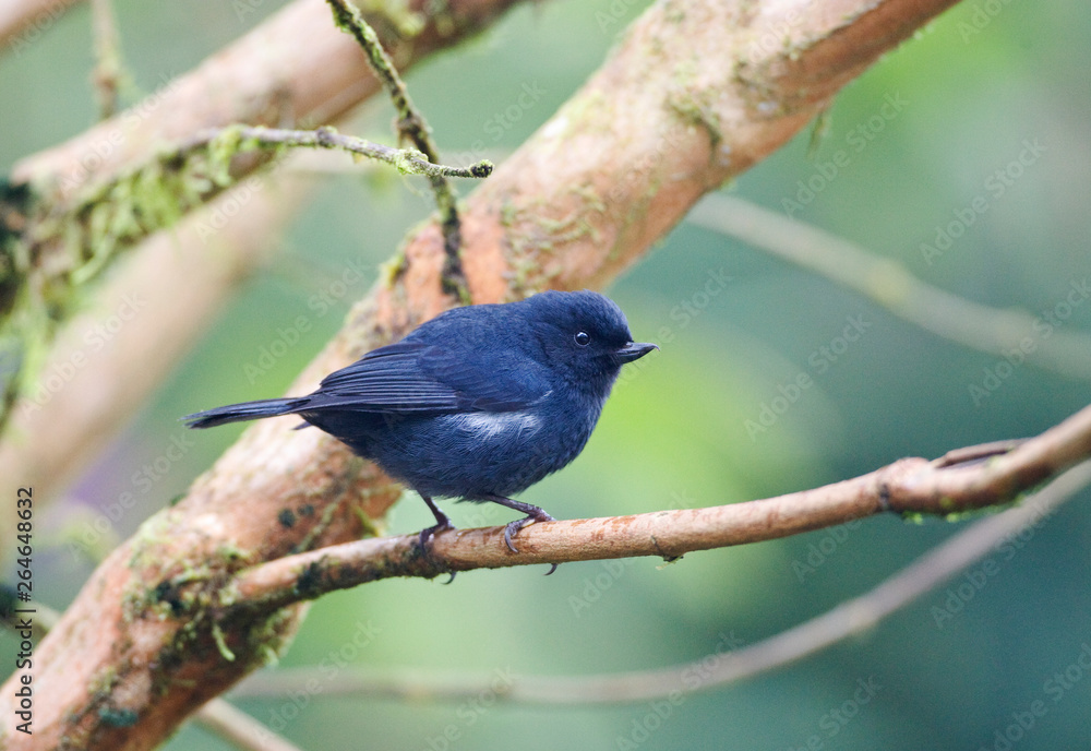 White-sided Flowerpiercer, Diglossa albilatera, perched on a branch in Ecuador.