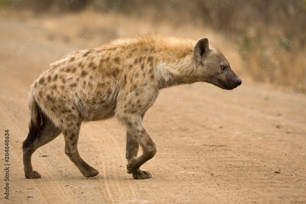 Spotted Hyena (Crocuta crocuta) in Kruger national park, South Africa. Spotted Hyena (Crocuta crocuta) in Kruger national park, South Africa.