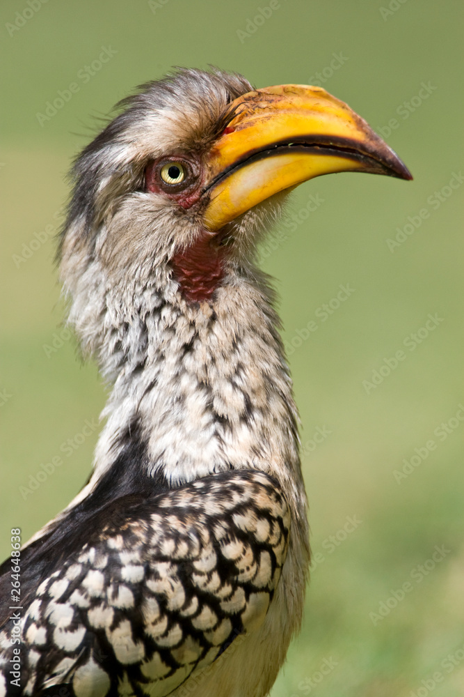 Southern Yellow-Billed Hornbill (Tockus leucomelas) standing on the ground in a safari camp in Kruger National Park in South Africa. Portrait of an adult bird against a green background. Southern Yellow-Billed Hornbill (Tockus leucomelas) standing on the ground in a safari camp in Kruger National Park in South Africa. Portrait of an adult bird against a green background.