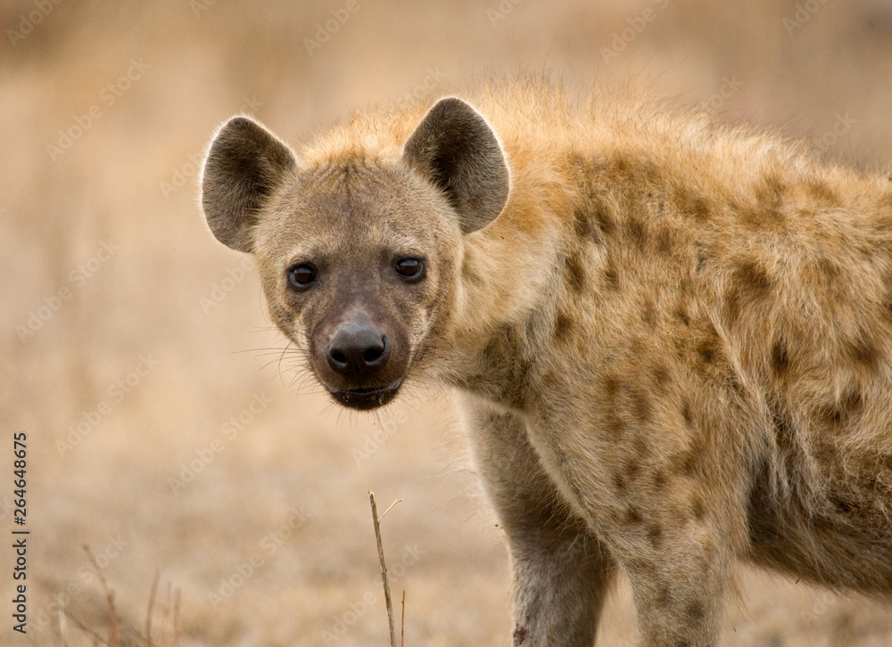 Spotted Hyena (Crocuta crocuta) in Kruger national park, South Africa. Spotted Hyena (Crocuta crocuta) in Kruger national park, South Africa.