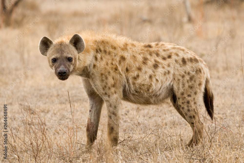 Fototapeta premium Spotted Hyena (Crocuta crocuta) in Kruger national park, South Africa.