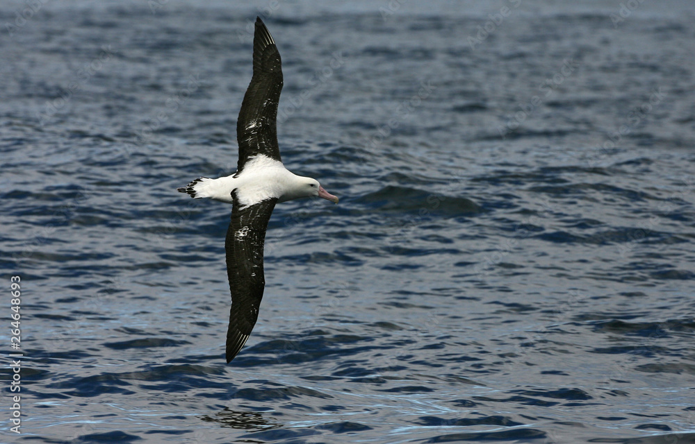 Tristan Albatros (Diomedea dabbenena) at sea in the southern Atlantic ocean near the remote island of Gough. Bird flying low over the ocean surface.