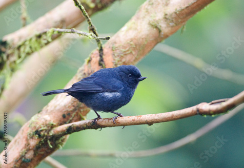 White-sided Flowerpiercer, Diglossa albilatera, perched on a branch in Ecuador. photo