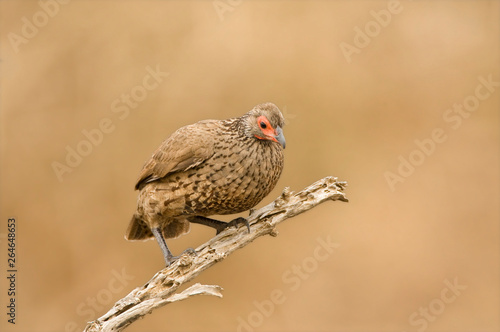 Swainson's Spurfowl (Pternistis swainsonii) sitting on a old branch in South Africa. Perched against a brown natural background.