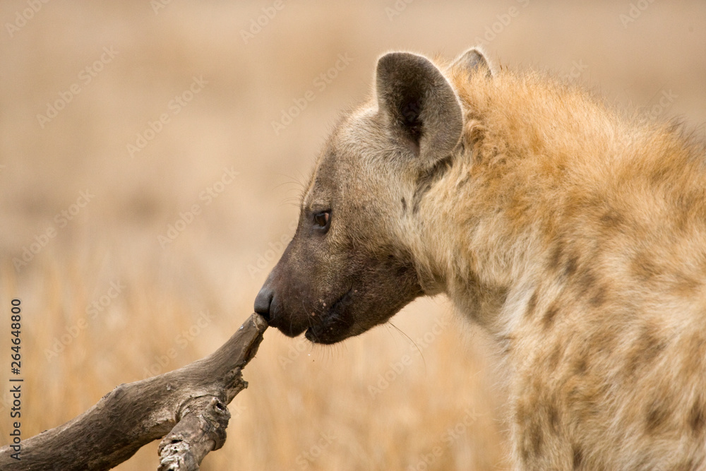Fototapeta premium Spotted Hyena (Crocuta crocuta) in Kruger national park, South Africa.