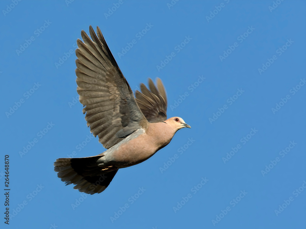 Obraz premium Red-eyed Dove (Streptopelia semitorquata) in flight in South Africa, seen from below. Flying against a blue sky as a background.