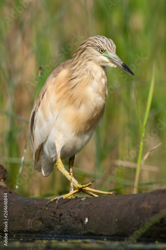 Adult Squacco Heron (Ardeola ralloides) walking over a tree trunk on the edge of a reed bed in Hungary.