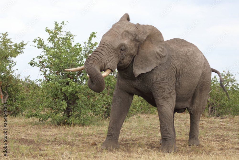 Obraz premium Słoń afrykański / słoń afrykański / Loxodonta africana