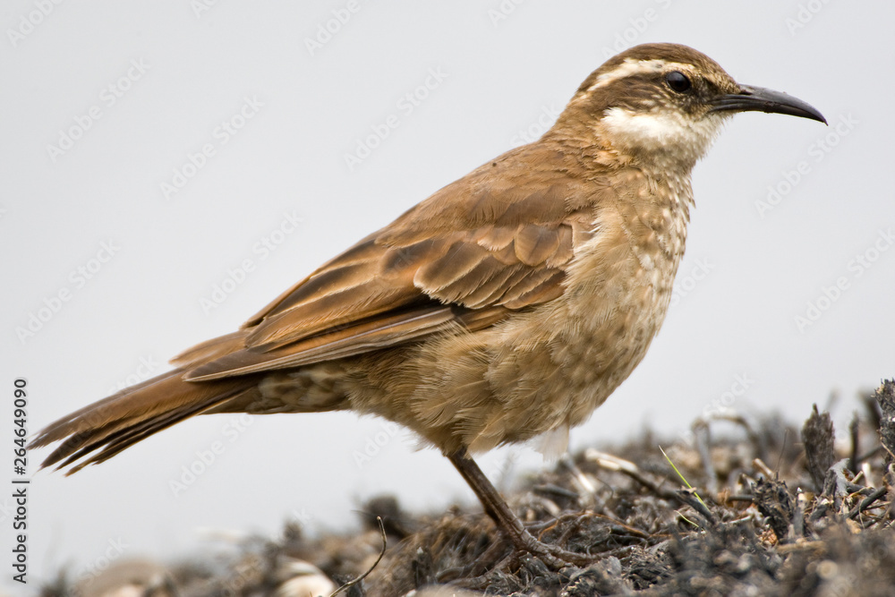 Side view of endemic Stout-billed Cinclodes (Cinclodes excelsior) in high andes of Ecuador. Side view of endemic Stout-billed Cinclodes (Cinclodes excelsior) in high andes of Ecuador.