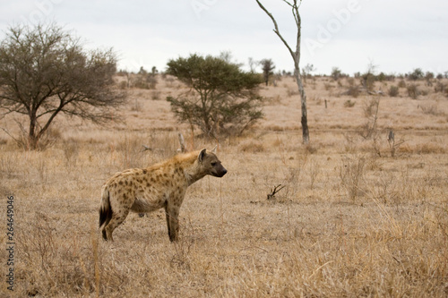 Spotted Hyena  Crocuta crocuta  in Kruger national park  South Africa.