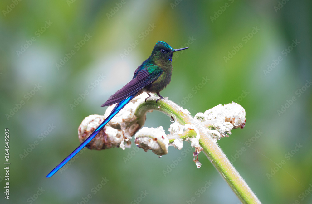 Male Violet-tailed Sylph sitting on a tropical flower in Ecuador. Perched against a green natural background. Male Violet-tailed Sylph sitting on a tropical flower in Ecuador. Perched against a green natural background.