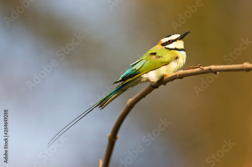 Side view of an adult White-throated Bee-eater (Merops albicollis) perched on a twig in a coastal Gambian dry forest. photo