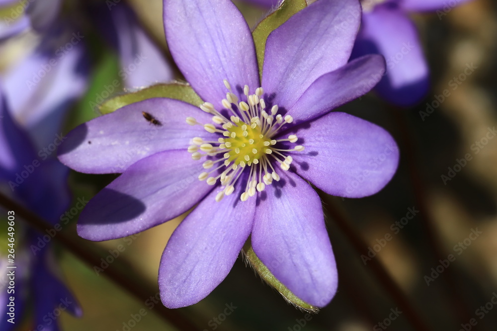 Φωτογραφία stamen and pistil of flower of  liverleaf in spring, Hepatica nobilis specie