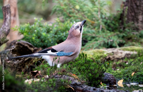 Eurasian Jay (Garrulus glandarius) drinking at a pool photo