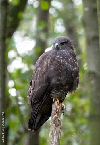 Common Buzzard (Buteo buteo) perched in the forest