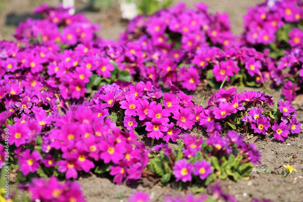 Bright pink flowers of Primula vulgaris or English primrose in garden Bright pink flowers of Primula vulgaris or English primrose in garden