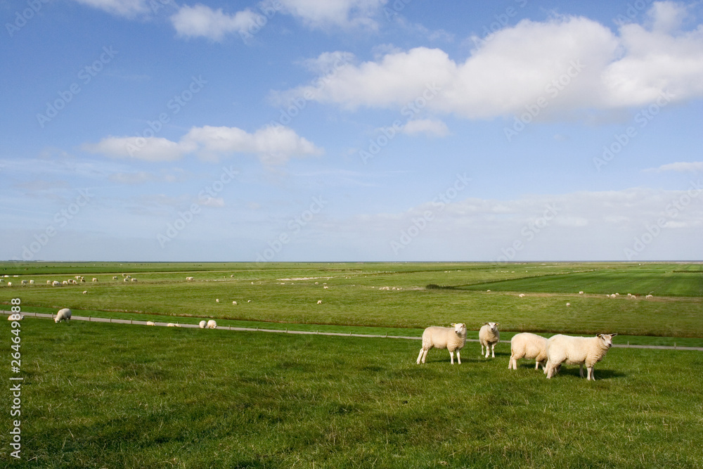 Dutch sheep grazing in typical Dutch landscape, on lush green meadows.
