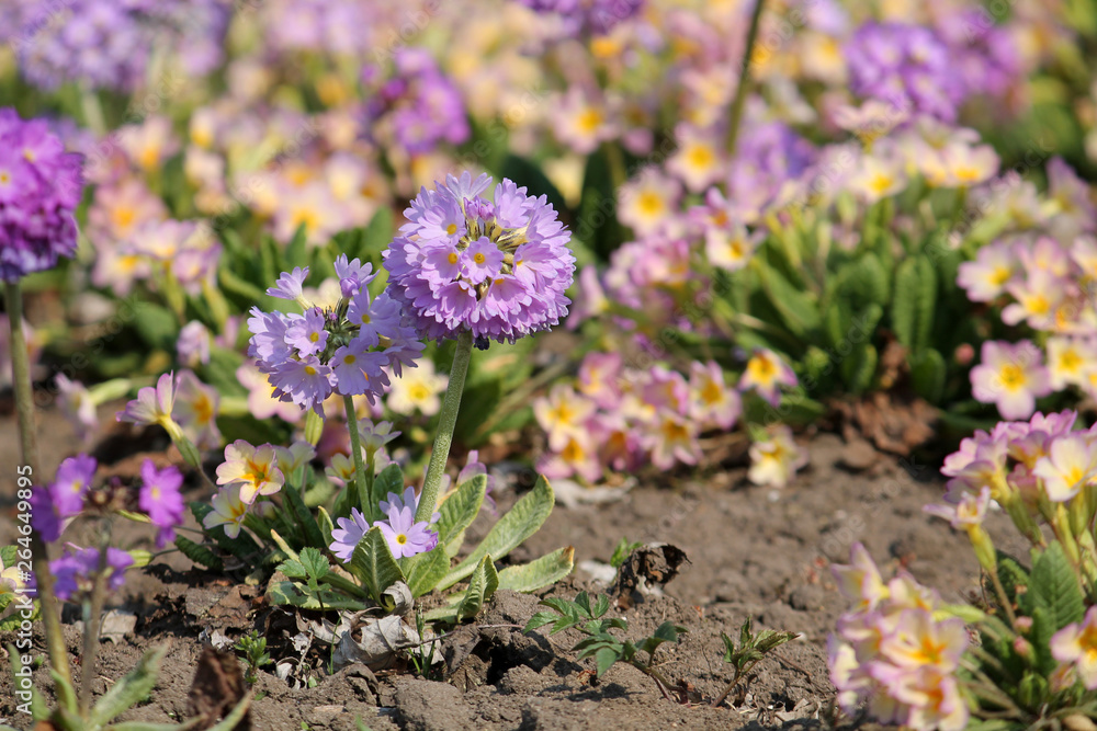 Purple flowers and green leaves of Primula denticulata or drumstick primula in garden. General view of group of flowering plants Purple flowers and green leaves of Primula denticulata or drumstick primula in garden. General view of group of flowering plants