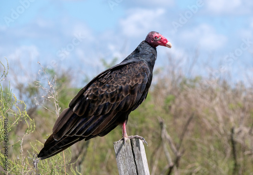 Turkey Vulture (Cathartes aura) perched on a pole