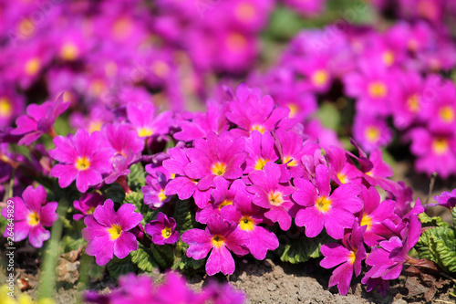 Bright pink flowers of Primula vulgaris or English primrose in garden