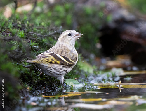 Eurasian Siskin (carduelis spinus) drinking at a pool photo