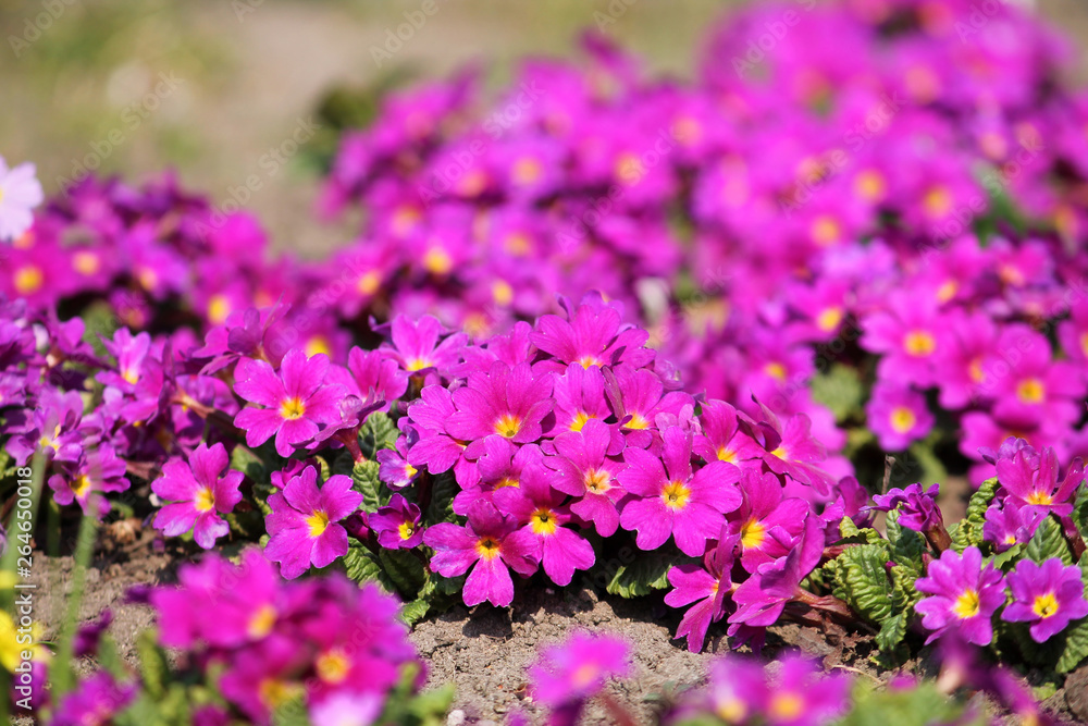 Bright pink flowers of Primula vulgaris or English primrose in garden Bright pink flowers of Primula vulgaris or English primrose in garden