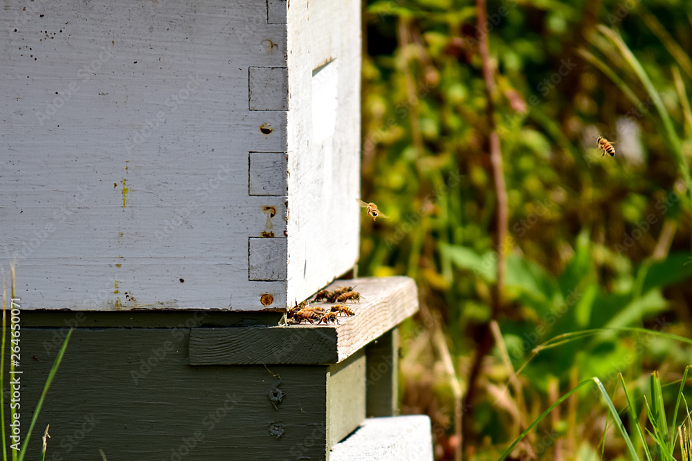Busy Hive with Honeybees Busy Hive with Honeybees