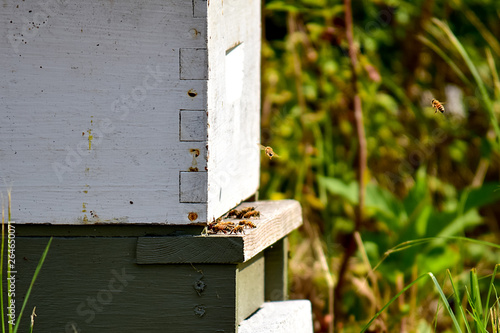 Busy Hive with Honeybees